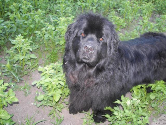 Фото: ньюфаундленд Юджиния из Медвежьего Яра (Yudzhiniya iz Medvejyego Yara)