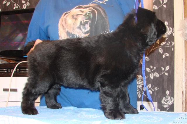 Фото: Щенок от, ньюфаундленд Деметра из Медвежьего Яра