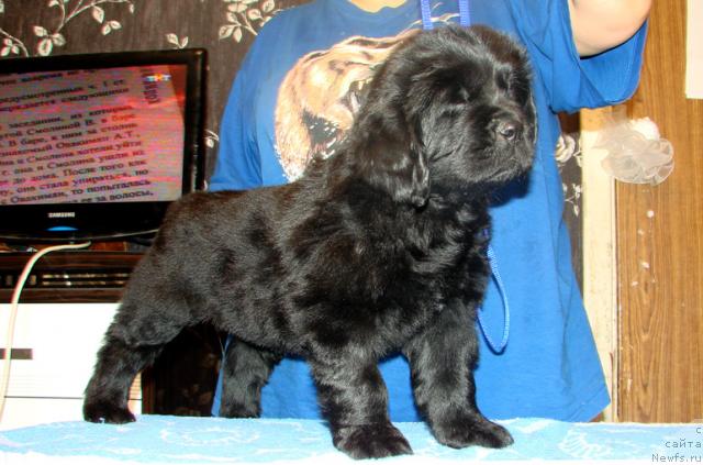 Фото: Щенок от, ньюфаундленд Деметра из Медвежьего Яра