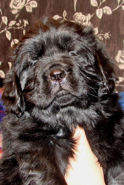 Фото: Щенок от, ньюфаундленд Деметра из Медвежьего Яра