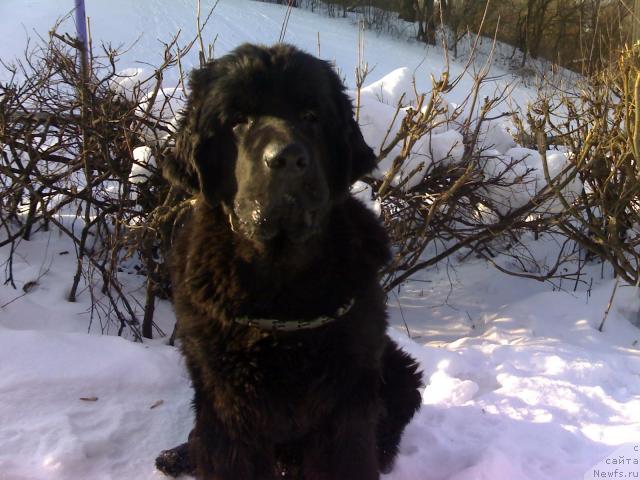 Фото: ньюфаундленд Marselle Almas-Alana