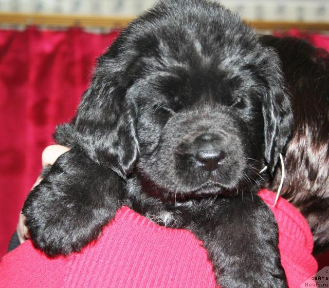 Фото: Щенок-кобель белая нитка от [d4325], ньюфаундленд Элефанта Браун из Антаграда (Elefanta Brown iz Antagrada)