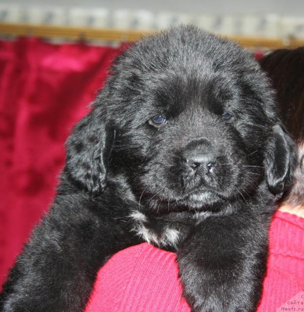 Фото: Щенок-кобель сиреневая нтка от [d4325], ньюфаундленд Элефанта Браун из Антаграда (Elefanta Brown iz Antagrada)