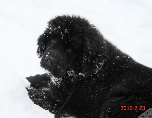 Фото: ньюфаундленд Черный Шарм Алиби Любви