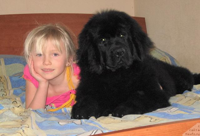 Фото: ньюфаундленд Черный Шарм Алиби Любви