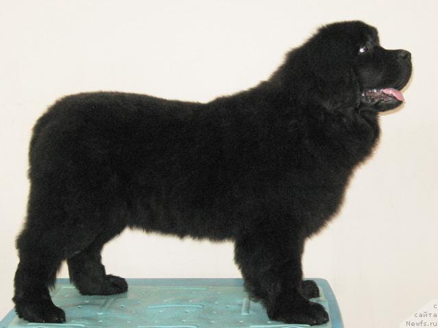 Фото: ньюфаундленд Черный Шарм Алиби Любви
