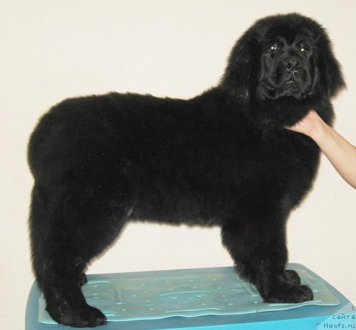 Фото: ньюфаундленд Черный Шарм Алиби Любви