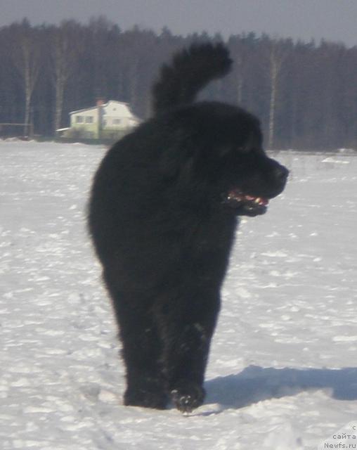 Фото: ньюфаундленд Кенни