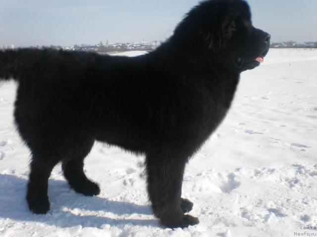 Фото: ньюфаундленд Кенни