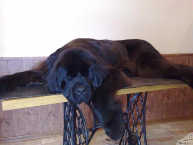 Фото: ньюфаундленд Смигар Нимфея Неотразимая (Smigar Nimfeya Neotrazimaya)