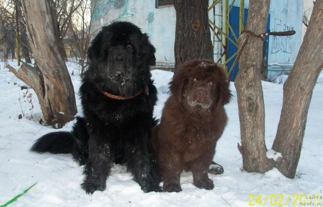 Фото: ньюфаундленд Черный Шарм Амбер Бест Дог ФО Марлеон, ньюфаундленд Царевич Империи Ньюф от Марлеон Дусвик