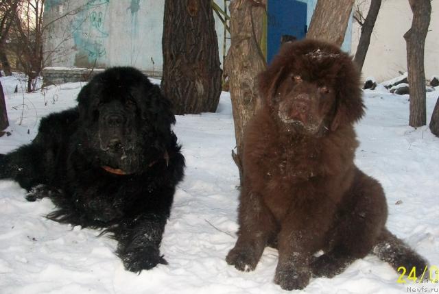 Фото: ньюфаундленд Царевич Империи Ньюф от Марлеон Дусвик, ньюфаундленд Черный Шарм Амбер Бест Дог ФО Марлеон