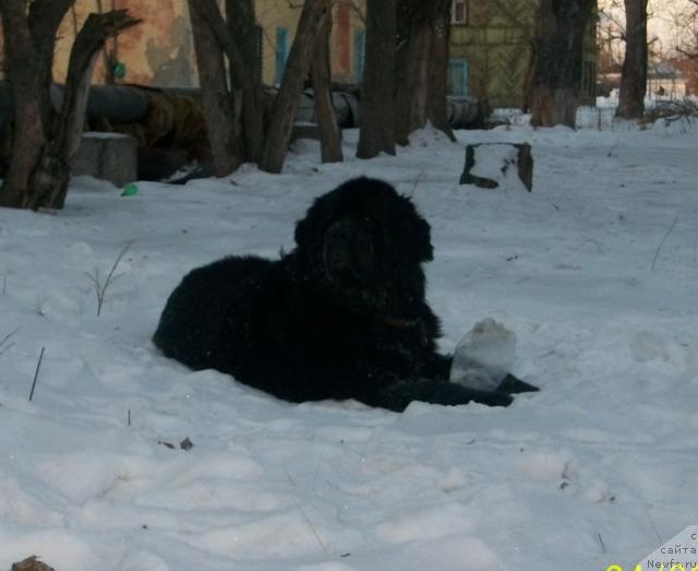 Фото: ньюфаундленд Царевич Империи Ньюф от Марлеон Дусвик