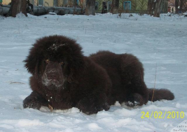 Фото: ньюфаундленд Черный Шарм Амбер Бест Дог ФО Марлеон