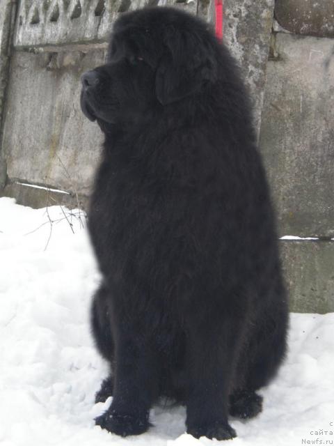 Фото: ньюфаундленд Кенни