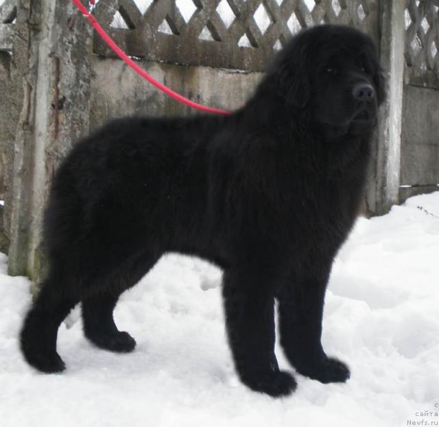 Фото: ньюфаундленд Кенни