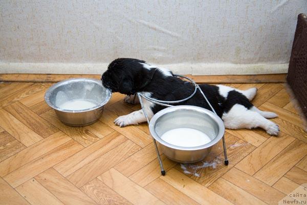 Фото: ньюфаундленд Сент Джонс Есенин (Sent Djons Esenin)