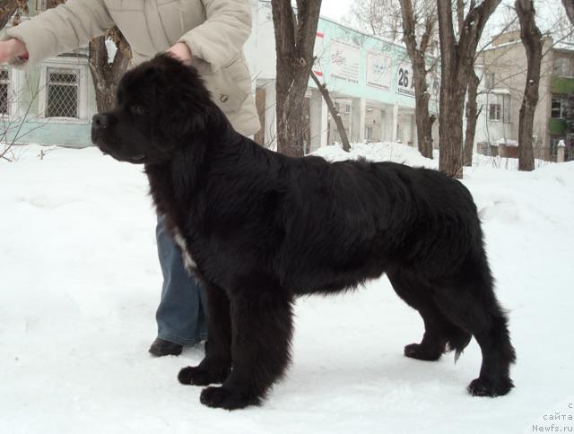 Фото: ньюфаундленд Маг Исполин Лоэнгрин