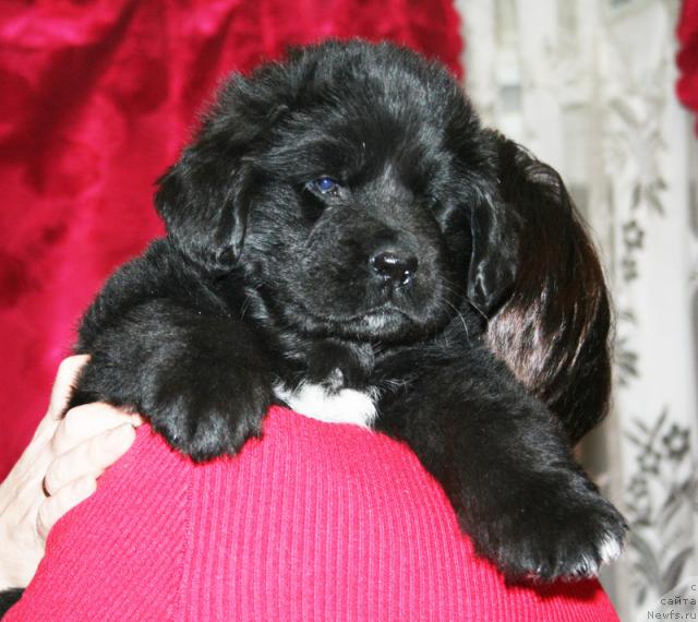 Фото: Щенок-сука с желтой ниткой от [d4325], ньюфаундленд Элефанта Браун из Антаграда (Elefanta Brown iz Antagrada)