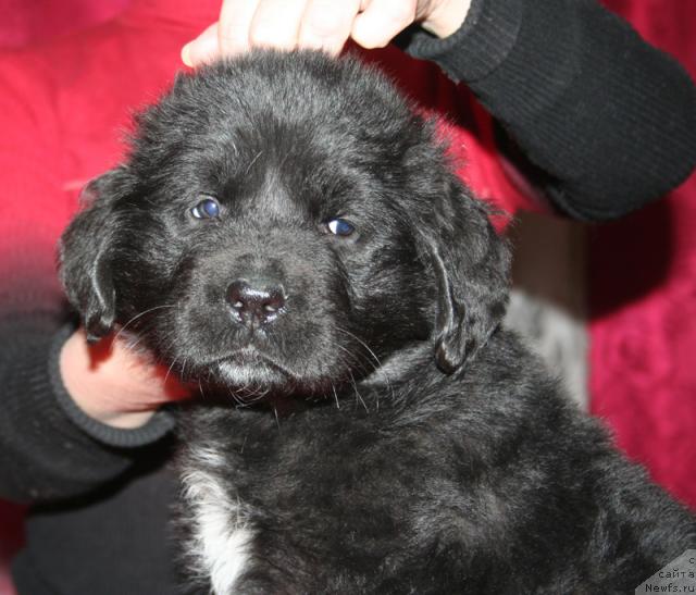 Фото: Щенок-сука с желтой ниткой от [d4325], ньюфаундленд Элефанта Браун из Антаграда (Elefanta Brown iz Antagrada)