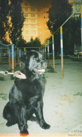 Фото: ньюфаундленд Дана Анчар