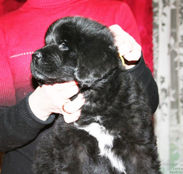 Фото: Щенок-сука с желтой ниткой от [d4325], ньюфаундленд Элефанта Браун из Антаграда (Elefanta Brown iz Antagrada)