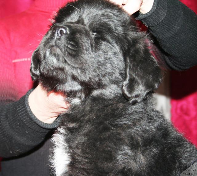 Фото: Щенок-сука с желтой ниткой от [d4325], ньюфаундленд Элефанта Браун из Антаграда (Elefanta Brown iz Antagrada)