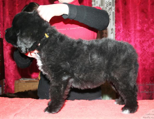 Фото: Щенок-сука с желтой ниткой от [d4325], ньюфаундленд Элефанта Браун из Антаграда (Elefanta Brown iz Antagrada)