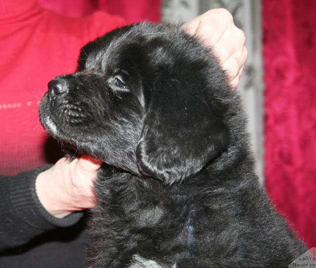 Фото: Щенок-сука с красной ниткой от [d4325], ньюфаундленд Элефанта Браун из Антаграда (Elefanta Brown iz Antagrada)