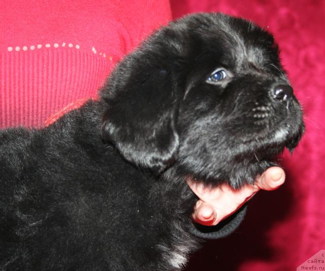 Фото: Щенок-сука с красной ниткой от [d4325], ньюфаундленд Элефанта Браун из Антаграда (Elefanta Brown iz Antagrada)