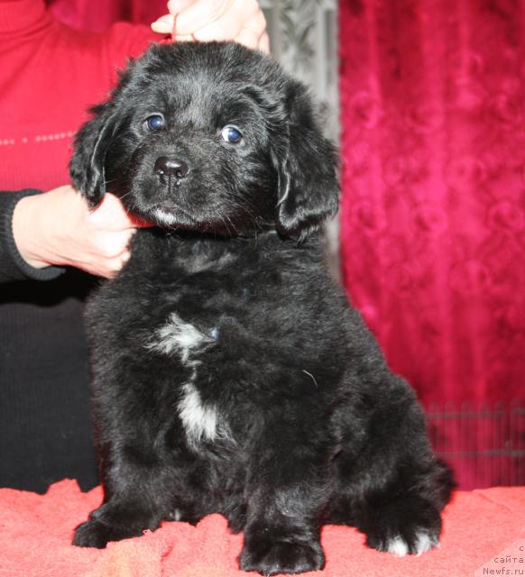 Фото: Щенок-сука с красной ниткой от [d4325], ньюфаундленд Элефанта Браун из Антаграда (Elefanta Brown iz Antagrada)