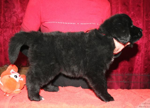Фото: Щенок-сука с красной ниткой от [d4325], ньюфаундленд Элефанта Браун из Антаграда (Elefanta Brown iz Antagrada)