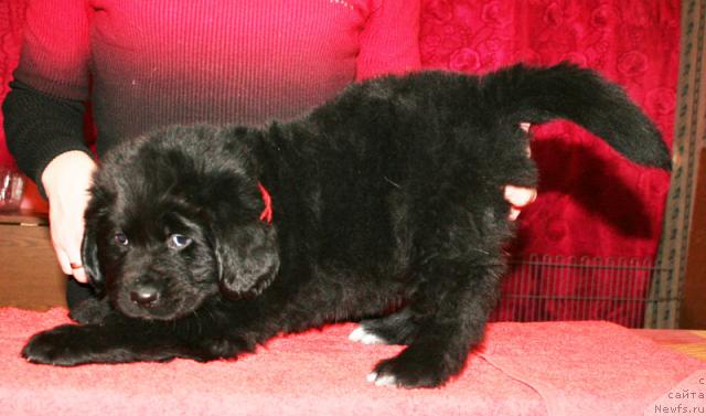 Фото: Щенок-сука с красной ниткой от [d4325], ньюфаундленд Элефанта Браун из Антаграда (Elefanta Brown iz Antagrada)