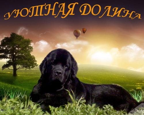 Фото: ньюфаундленд Ай Лав Рич (Ai Love Rich)