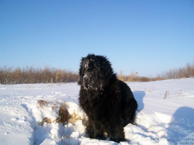 Фото: ньюфаундленд Fortuna of Giant's Island