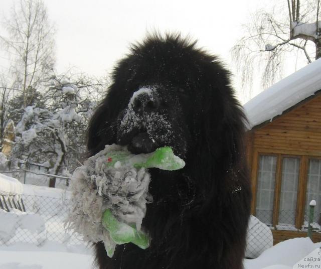 Фото: ньюфаундленд Балустар де Мантальчино