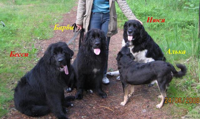 Фото: ньюфаундленд Бесси Вечерняя Звезда, ньюфаундленд Барбара Черный Брильянт, ньюфаундленд Юнона, Алька, Наталья Авенирова