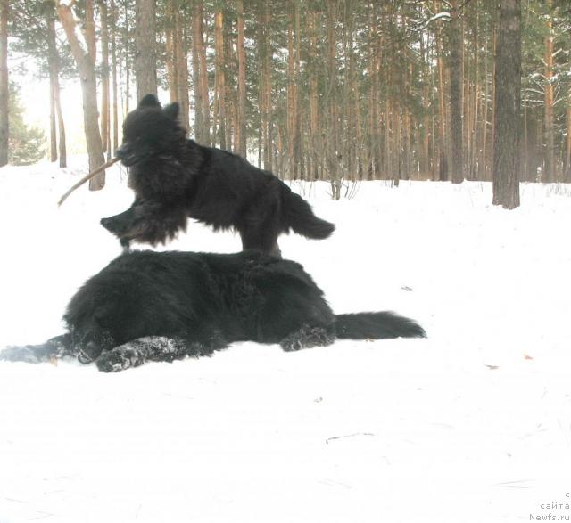 Фото: ньюфаундленд Хамэни из Медвежьего яра, ньюфаундленд Смигар Ненси Непревзойденная