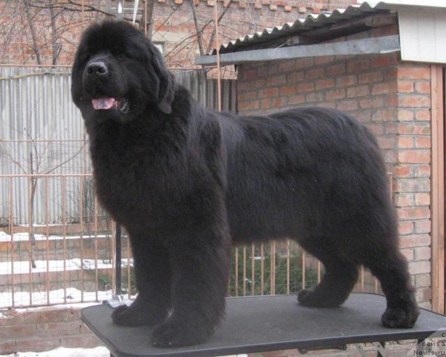 Фото: ньюфаундленд Жемчужина Ростова с Берега Дона (Zhemchuzhina Rostova s Berega Dona)