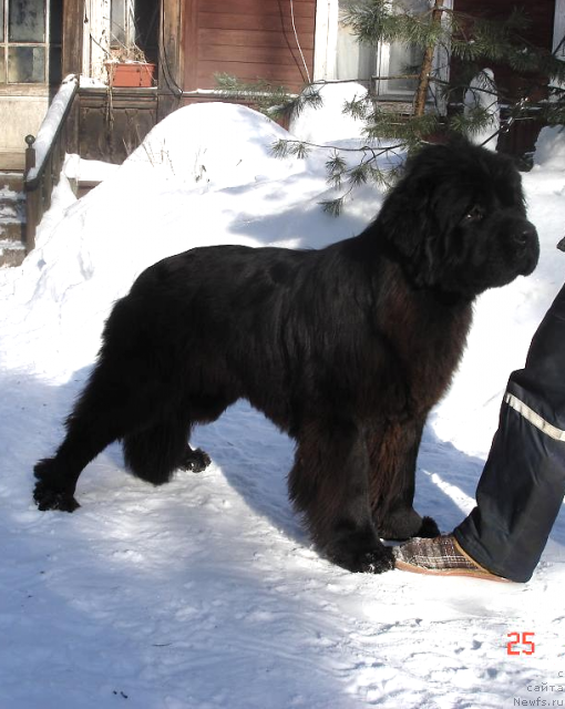 Фото: ньюфаундленд Смигар Нимфея Неотразимая (Smigar Nimfeya Neotrazimaya)