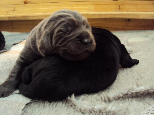 Фото: ньюфаундленд Миссия Блю фо Марлеон из Сибирской Глубинки, ньюфаундленд Марго из Сибирской Глубинки