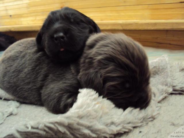 Фото: ньюфаундленд Миссия Блю фо Марлеон из Сибирской Глубинки, ньюфаундленд Марго из Сибирской Глубинки