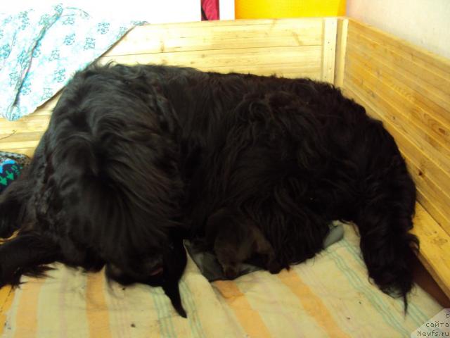 Фото: ньюфаундленд Юджиния из Медвежьего Яра (Yudzhiniya iz Medvejyego Yara)