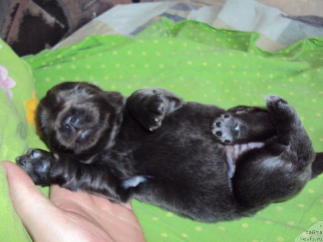 Фото: ньюфаундленд Миссия Блю фо Марлеон из Сибирской Глубинки