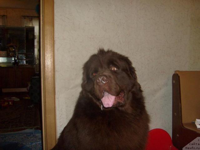 Фото: ньюфаундленд Фанньюф Александр Браун