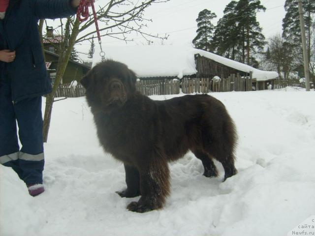 Фото: ньюфаундленд Фанньюф Акудзява Назаровна