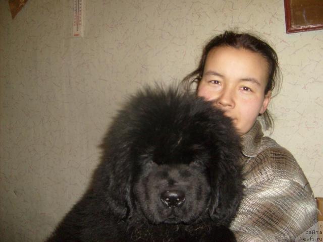 Фото: ньюфаундленд Акватория Келвин Килиманджаро (Aquatoriya Kelvin Kilimandzharo), Дарима Ачитуева