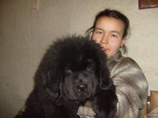 Фото: ньюфаундленд Акватория Келвин Килиманджаро (Aquatoriya Kelvin Kilimandzharo), Дарима Ачитуева