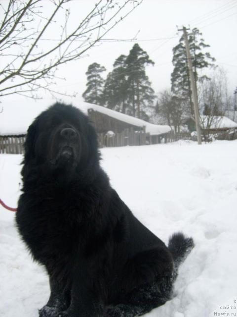 Фото: ньюфаундленд Арабелла Дочь Вивата