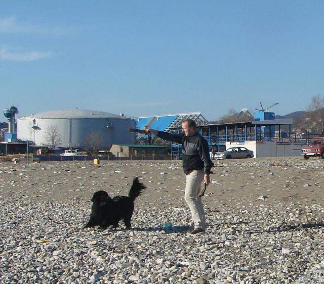 Фото: ньюфаундленд Арчибальд